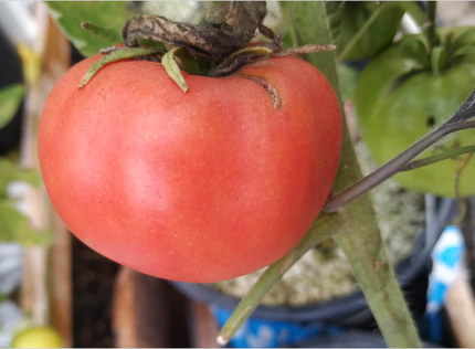 Выращивание томатов