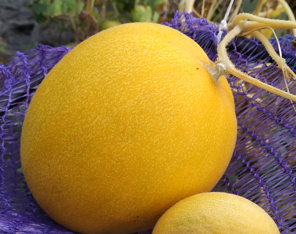 Надежная функциональность