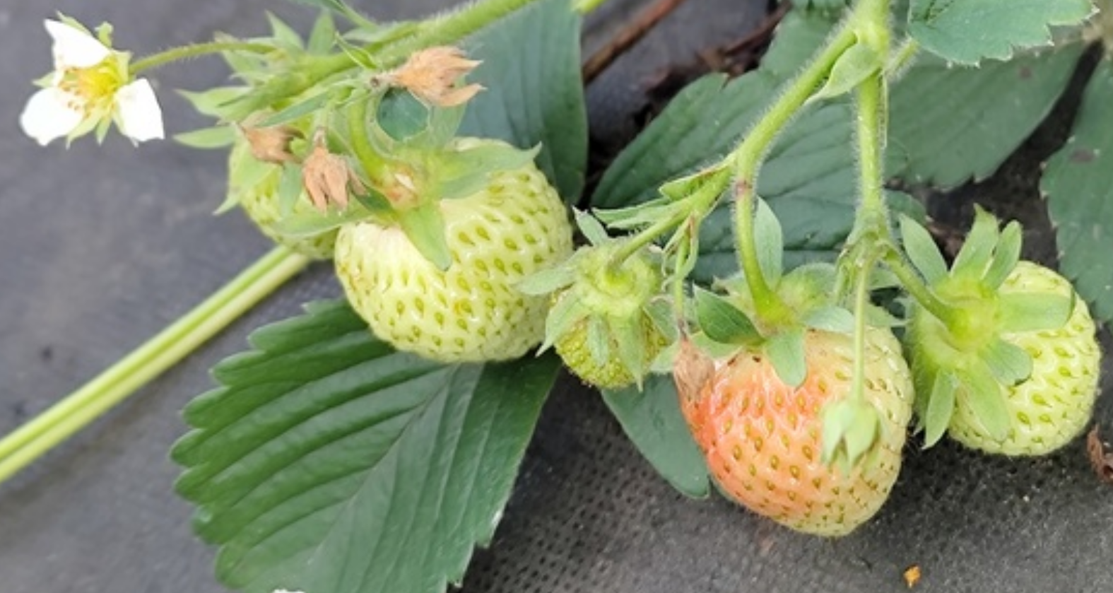 Выращивание клубники