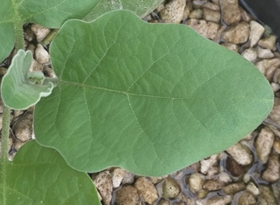 Сценарии использования