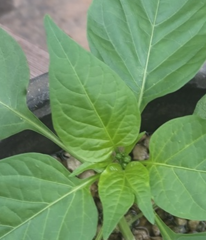 Питание 220В