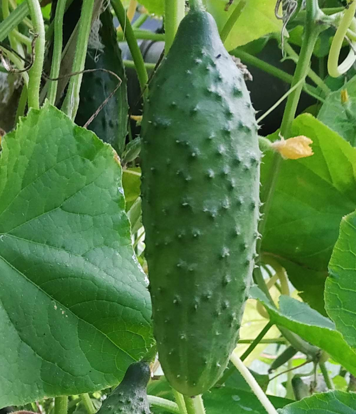 Универсальное управление